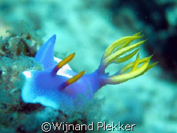 Nudybranche Yellow and Blue Princess by Wijnand Plekker 